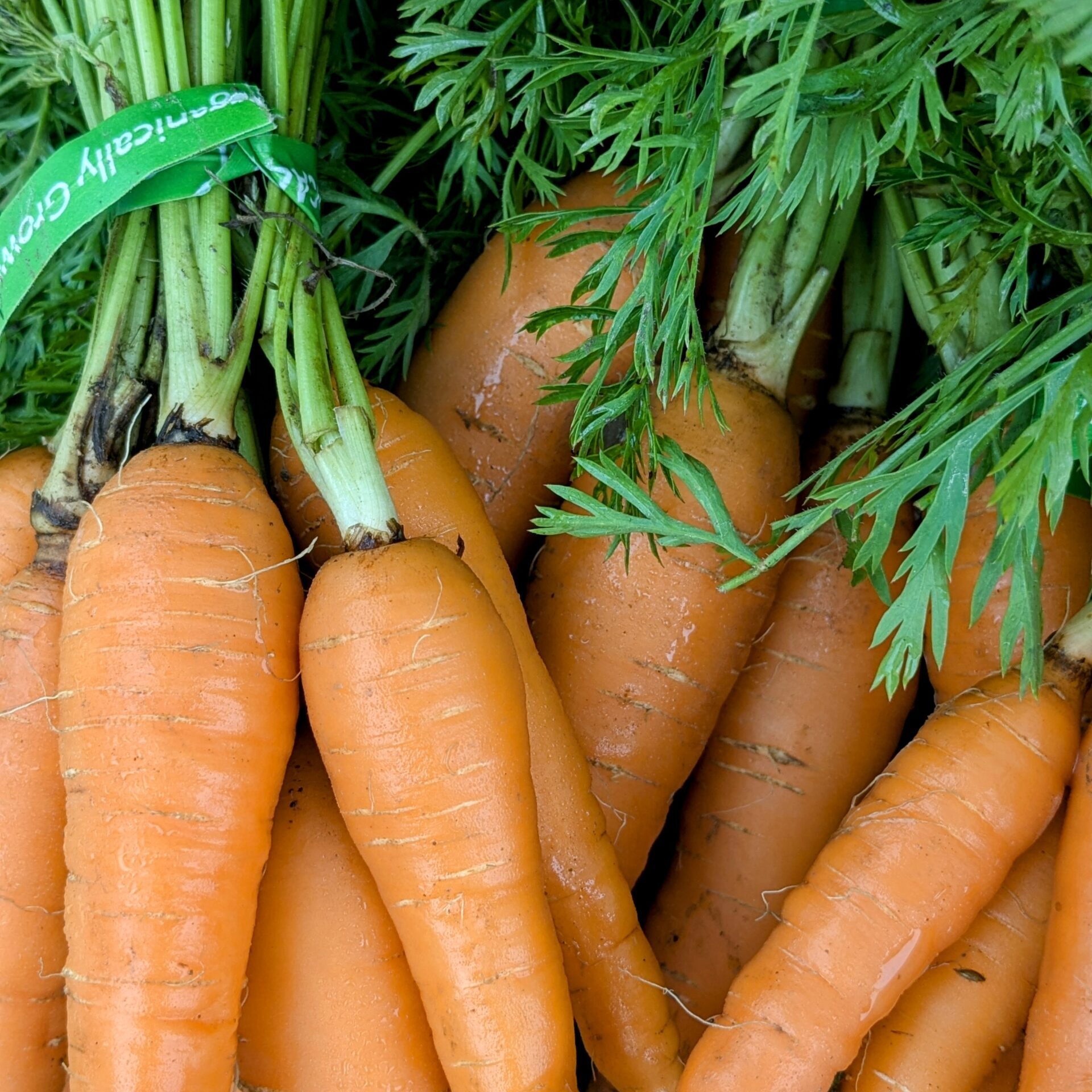 carrots