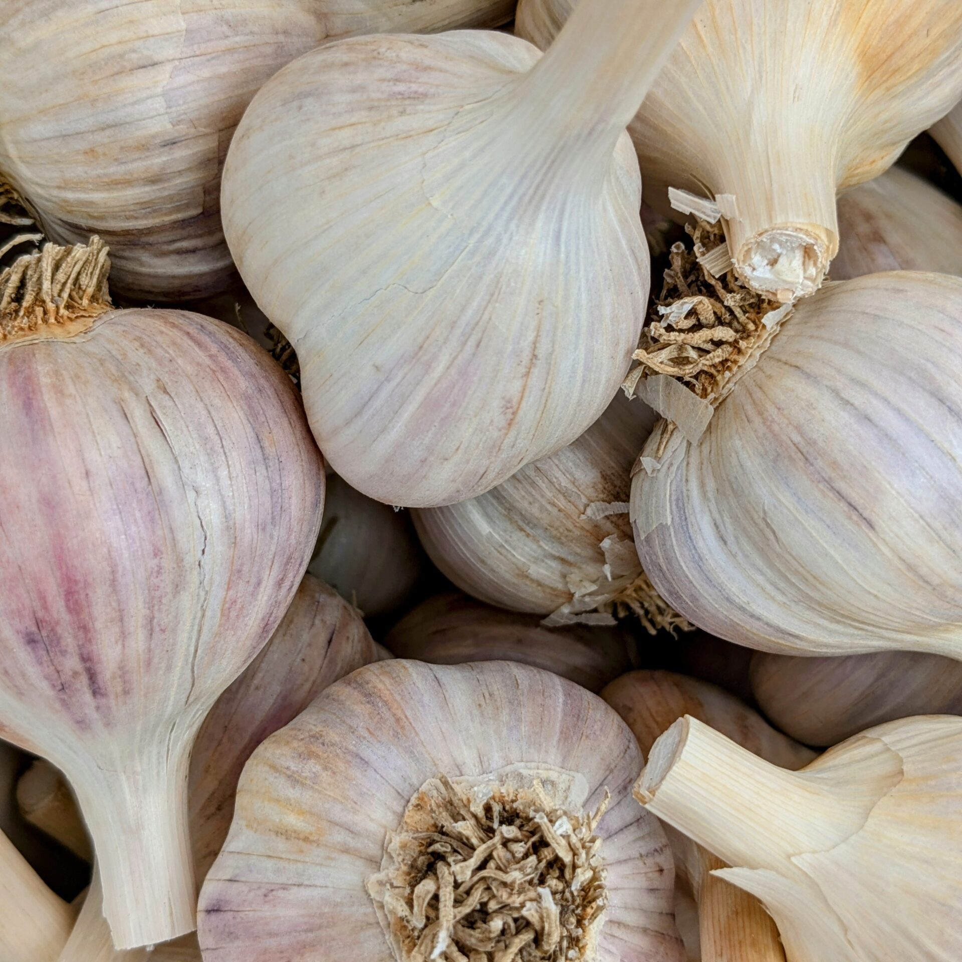 garlic